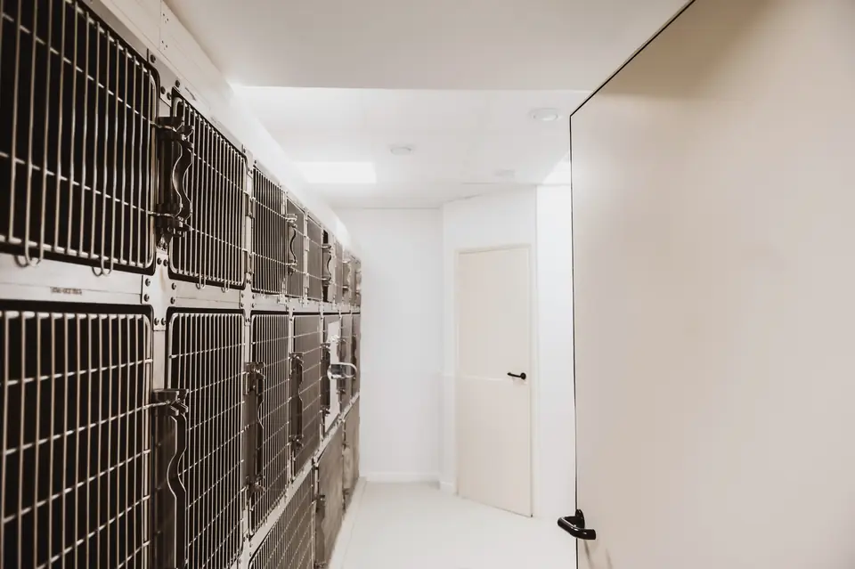 Hospitalisation : rangée de cages inox