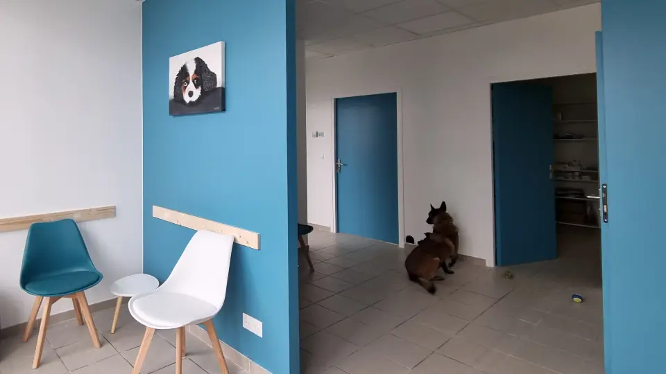 Salle d'attente de clinique vétérinaire avec murs bleu-vert et blancs, chaises design, et peinture de chien sur toile.